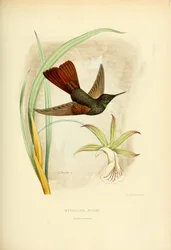 Metallura Jelskii